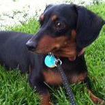Insights into my life as a 7⃣yr old➕AKC dachshund/wiener dog/doxie➕black&tan➕❤️➕playful➕ foodie➕sassy➕Cali girl☀️➕most adorable diabetic doxie ever❕
