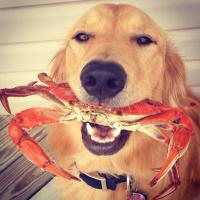 Chelsea Leonard (@cleonardlmes) 's Twitter Profile