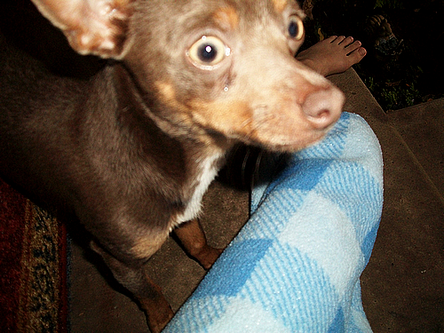 smokeythedog's profile picture. RIP Smokey - 1/29/10