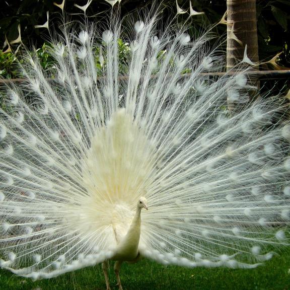 dacpkc's profile picture. 