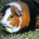 George Percy - @georgepercy350 - Twitter