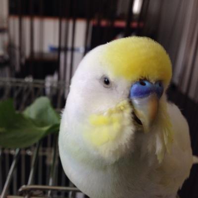 Inkoinkoinkoko Profile Picture