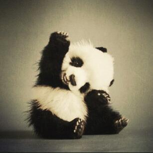 PandacornKiller's profile picture. 