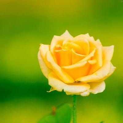 خالد الشرفي Profile