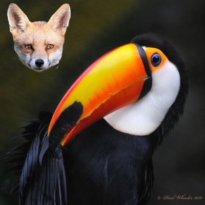 PaulDevonPhoto's profile picture. Aspiring British wildlife photographer. Naturalist, passionate about conservation. BC member. Birds, butterflies and dragonflies 🙂