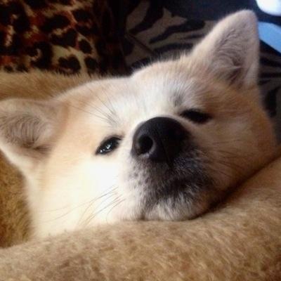 秋田猫 On Twitter レンズくんと行く工場ツアー すごい 品質検査 うえたに夫婦 計量マス 北星鉛筆 基準差0g 貨幣大試験 造幣局広島支局 官能検査11時半開始 アサヒビール茨城工場 今日の生乳はどうかな カルピス 連続捺印検査 斎藤 シャチハタ 食堂に