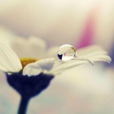 Dr_Manaltalal's profile picture. دكتوراة في الحديث وعلومه - أكاديمية .. متفائلة .. أهوى لغتي والكتاب ..