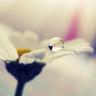 Dr_Manaltalal's profile picture. دكتوراة في الحديث وعلومه - أكاديمية .. متفائلة .. أهوى لغتي والكتاب ..