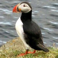 Shop Iceland! (@shopiceland) 's Twitter Profile