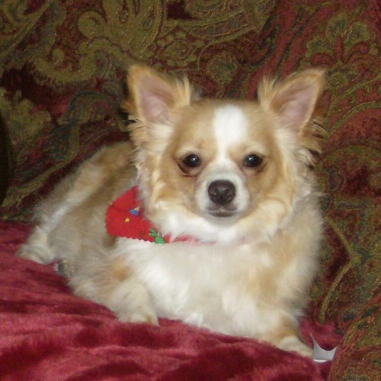 Animal rights advocate & cat & dog mom. Zero tolerance 4 bigots.Loyalty & Sense of humor Love Rob P & Kristen S Online poker player still learning & practicing!