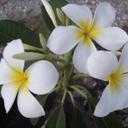 Jeannie Steele - @steele_jeannie - Twitter