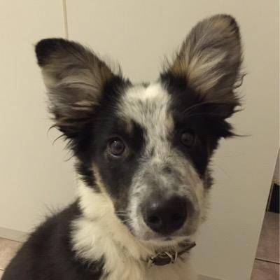 Jumpingdisk's profile picture. Addicted to #discdog, extreme #doglover, in love with my daughters Kelly & Grace and my dogs Rory, Tinkerbell, Jey & baby Hurricane