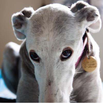 I am a very classy spanish greyhound. http://t.co/CCBLgiRzrO