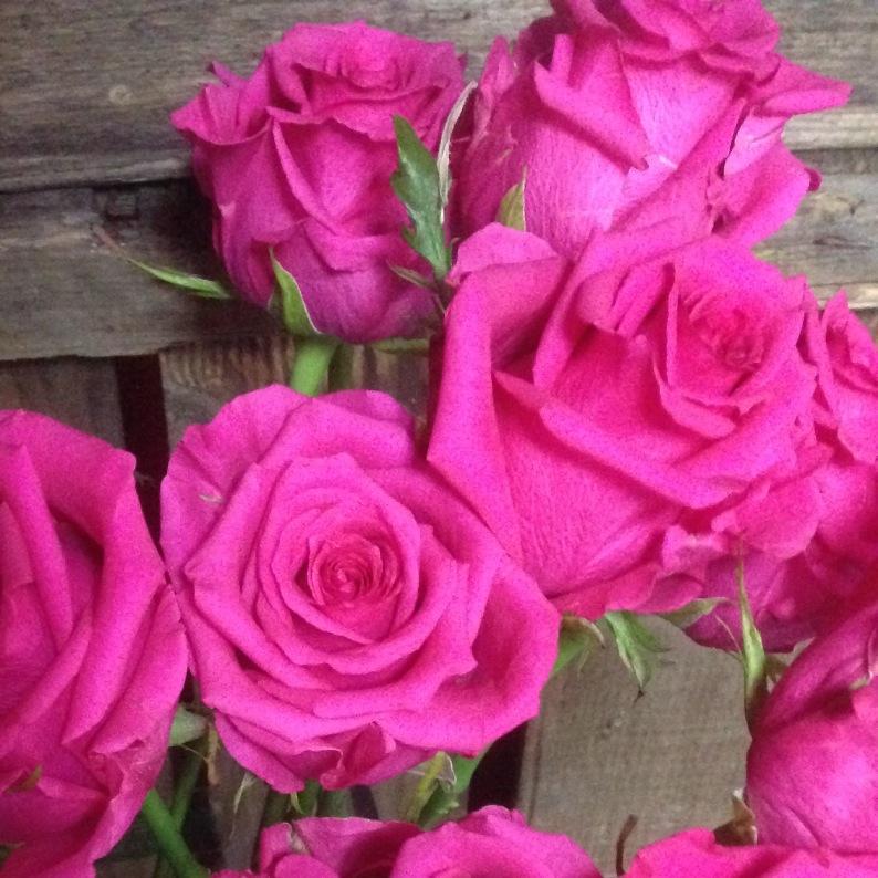 crescentflowers's profile picture. Bath based Florists, always stunning bouquets and always here for you.