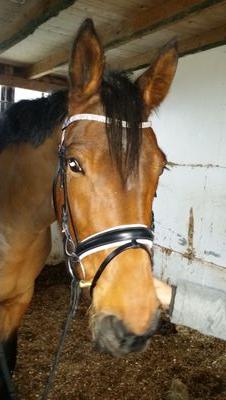 eigen paard divana B+ 2 , happy d'evermaar B + 7 dressuur B+0 springen B +0 cross