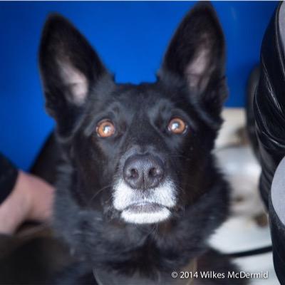 Rileythedog's profile picture. I love Bru-Bru, tennis balls, chasing squirrels and your bed. Especially your bed. Collie/whippet, mostly Collie and trouble.