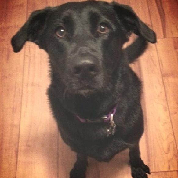 dogs denver denver sitter dogsitterdenver dogs denver denver sitter dogsitterdenver