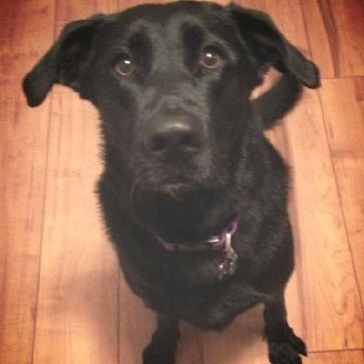 sitting denver denver sitter dogsitterdenver sitting denver denver sitter dogsitterdenver