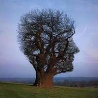 Mehmet Mert (@mehmetmrtt) 's Twitter Profile