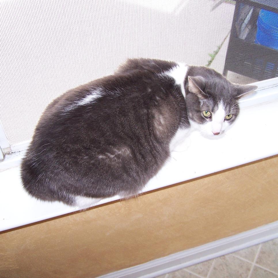 CoolCat1983's profile picture. 