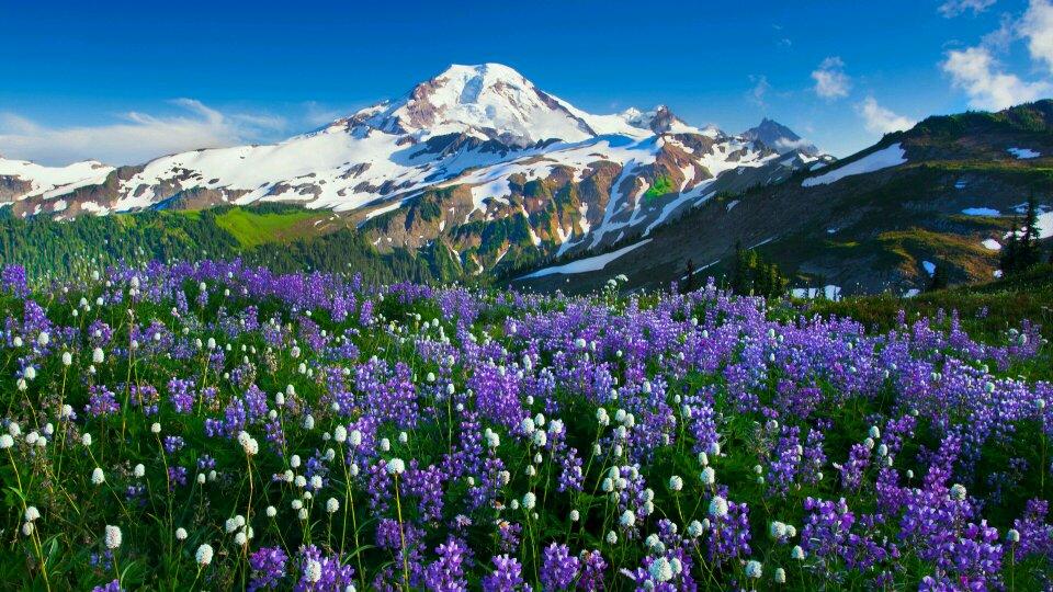 sunshiners's profile picture. 