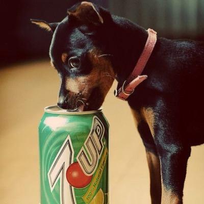 Just sharing the cutest most adorable min pins out there! :)