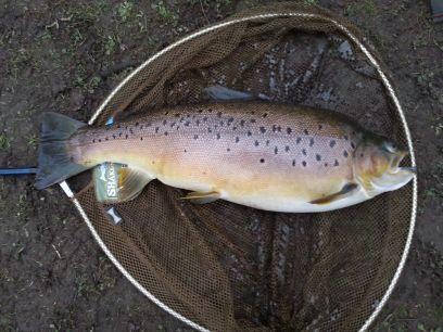 Obsessive fly fisherman, mostly retired teacher.