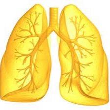 SDJs_Lung's profile picture. Football's Most Important airbag