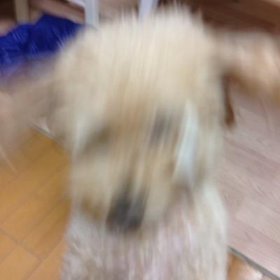 小寺達也 Be Bobobo Twitter 小寺達也 Be Bobobo Twitter
