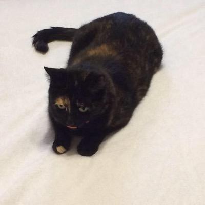I am a sweet and VERY talkative tortoiseshell cat, but because of the people around me I can also be a little bit of a monster...