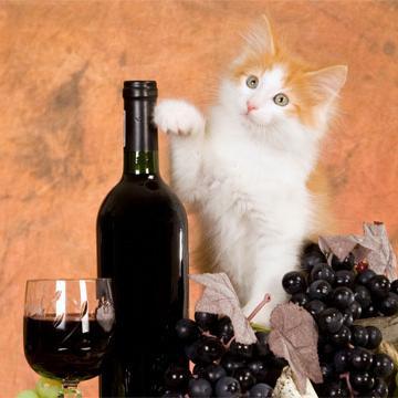 CatsWineShine's profile picture. Step-parent, wine lover, cat lover