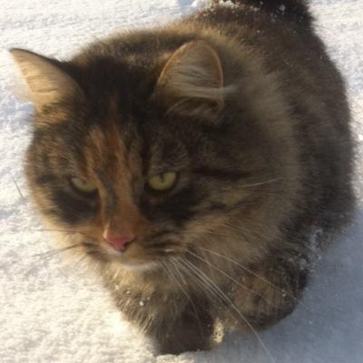 Female. ca 67 moons old. Tiny and short legged. Gentle and nice of nature, but will do anything to protect those she cares about Brother: @Iceheart_1