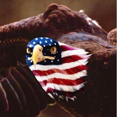 joseamadeo's profile picture. 