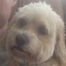 SullivanBobby's profile picture. Look, God—it’s the same me • @babyfr0ggy