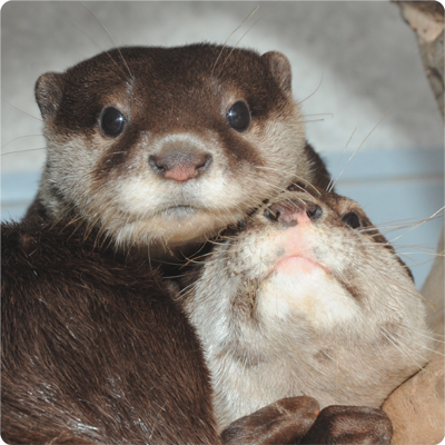 神奈川県三浦市の水族館・京急油壺マリンパークの公式アカウントです。
DMやリプライにはお返事できませんので、お問い合わせはお電話、またはHPからお願いします。