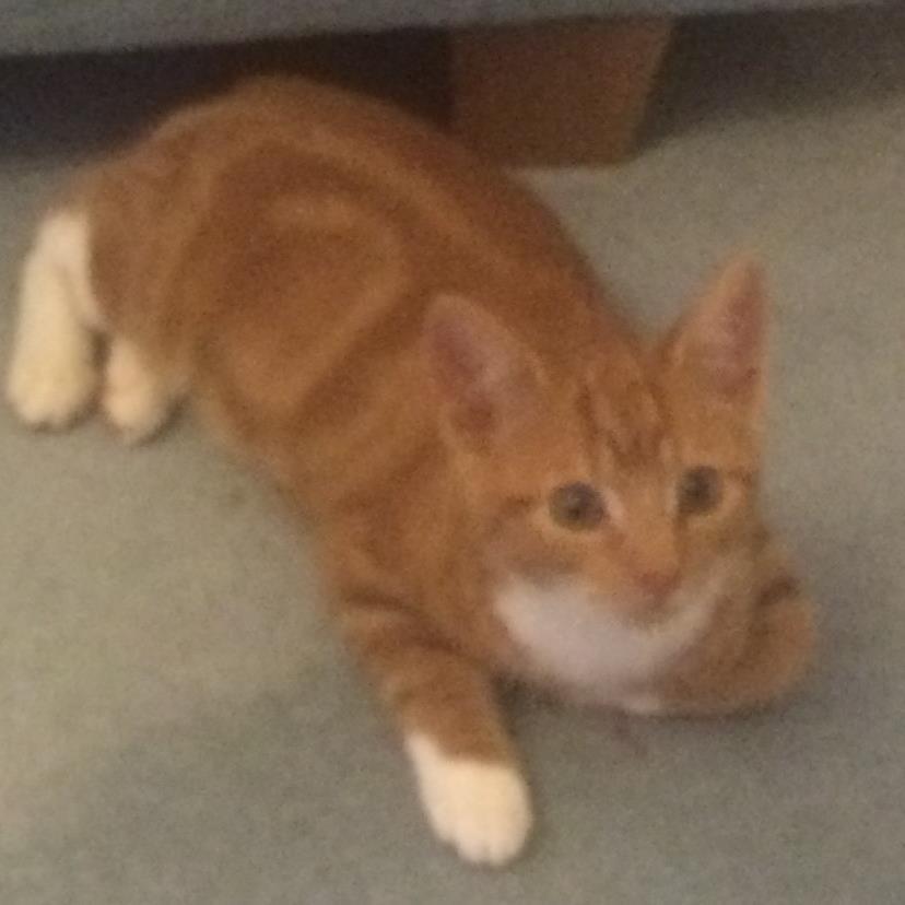 stevecomp100's profile picture. 30 years with my lovely wife, proud father of fantastic son and daughter