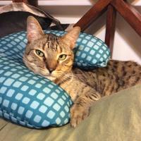 Callan S. (@leavesdancing) 's Twitter Profile