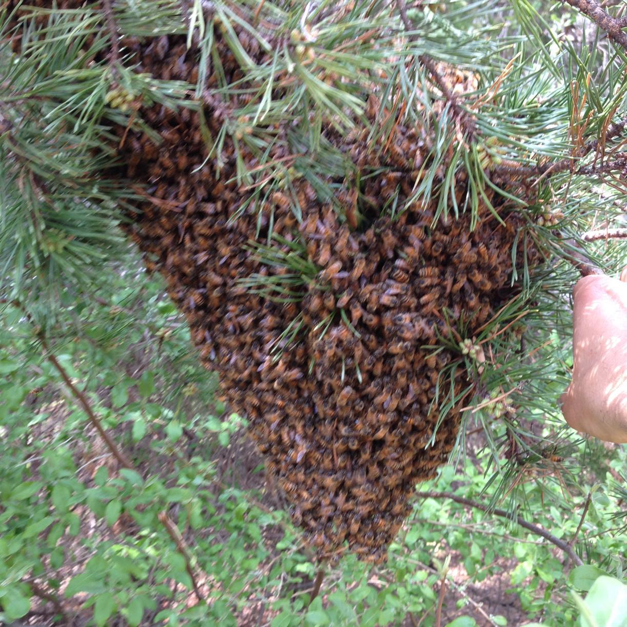 We are a beekeepers association in Southwest Virginia, Come check us out!