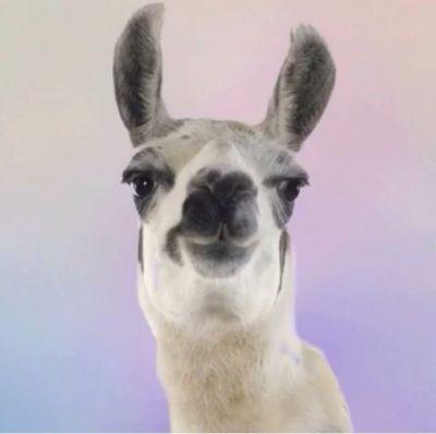 decysparks's profile picture. competitive player