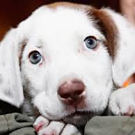 ThgsDogTraining's profile picture. Multi-Stream Entrepreneur, Love Dogs, Appreciate Cats, Love Nature, Above All Love Heavenly Father and Jesus Christ. UPDATING WEBSITE