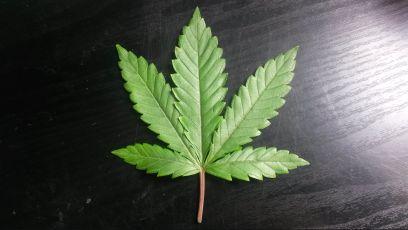 Smokers unite.   Medicine friendly.  Marijuana heels.  #StonerNation 18+ please.
