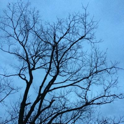 ~dendromania~