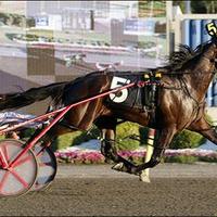 Darren McCall (@djmstables) 's Twitter Profile