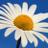 Daisy1197's profile image