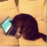 godet_fr3akz's profile picture.  Apple enthusiast  Blogger  Bimmer ∕∕∕∕I∕l  Cat lovers 