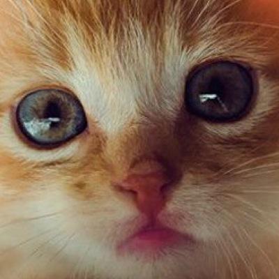 野良猫です(=^x^=) 相互フォロー支援しますニャ！たまに趣味とかのをリツイート＆ツイートします✨ フォロバ100%