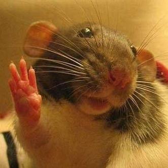 rati_ta's profile picture. hola que hace?