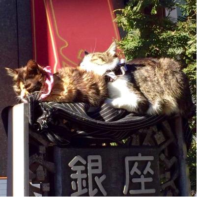 猫虐待周知のために拡散してます Nekozuki Cat Twitter 猫虐待周知のために拡散してます Nekozuki Cat Twitter