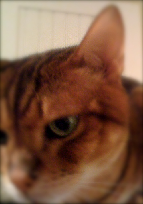 Nipsy's profile picture. licking my chops in anticipation of something yummy to eat.