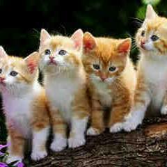 rene_steyn's profile picture. 